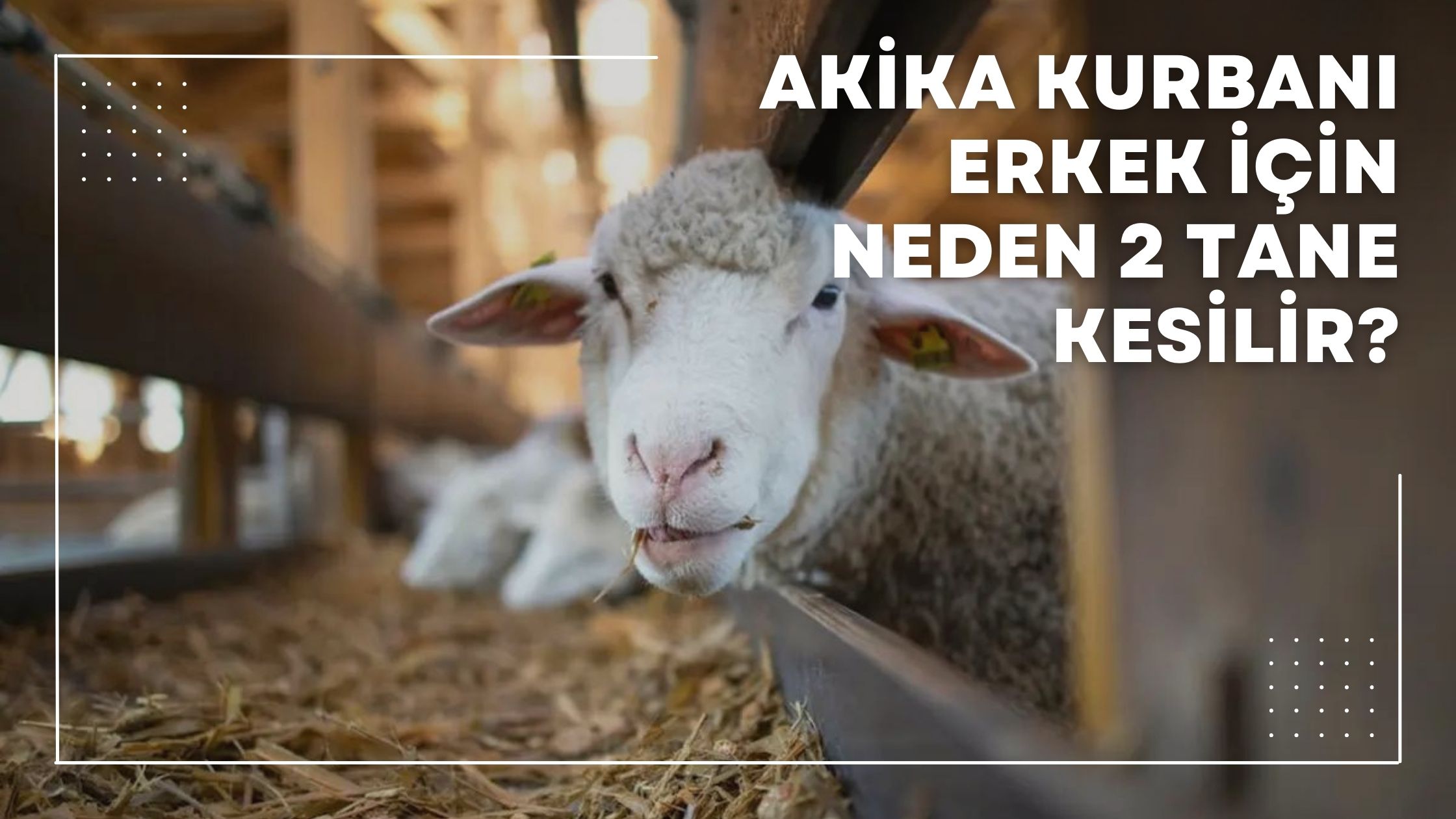 akika kurbanı erkek için neden 2 tane kesilir