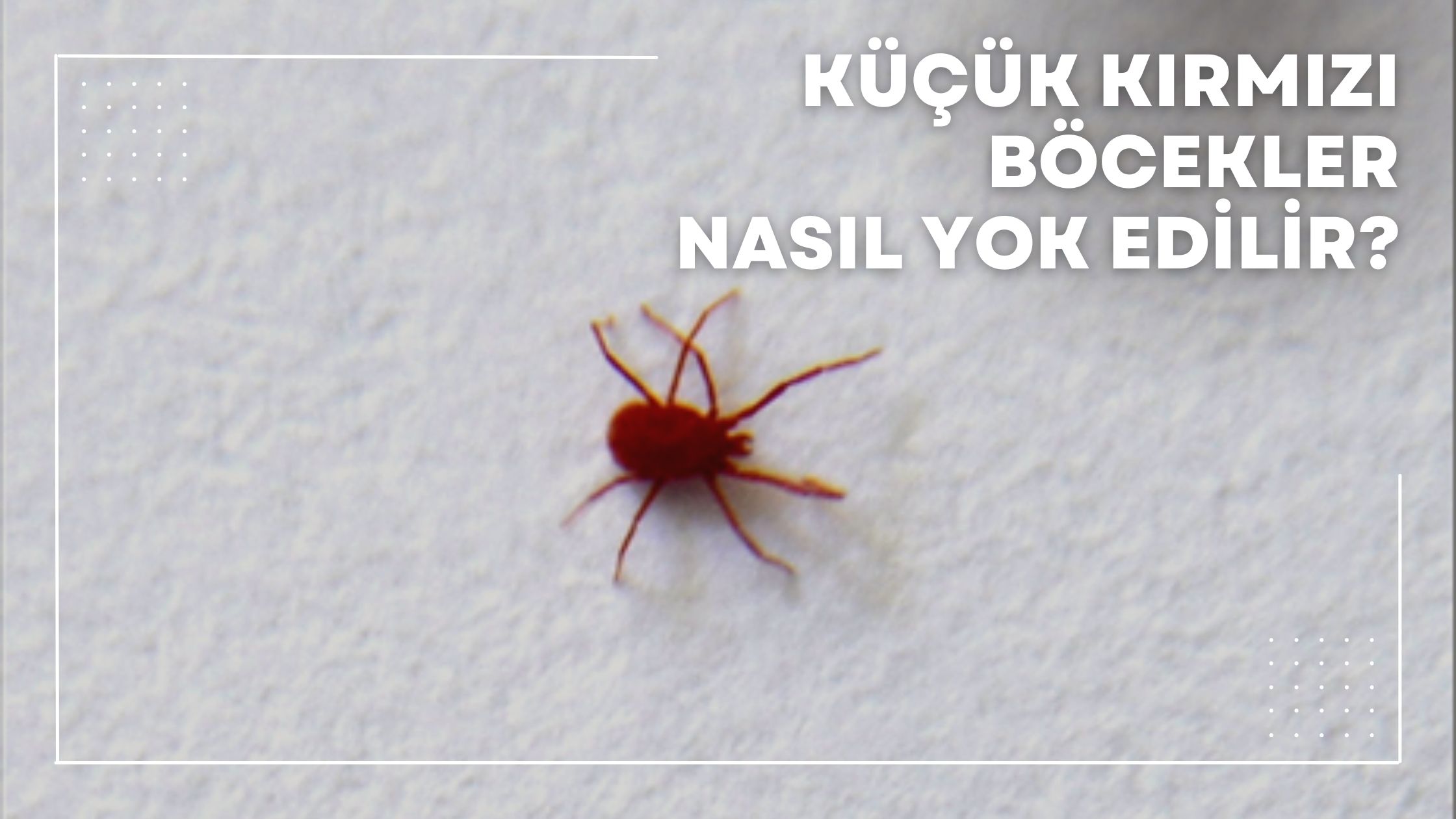 Küçük Kırmızı Böcekler Nasıl Yok Edilir?