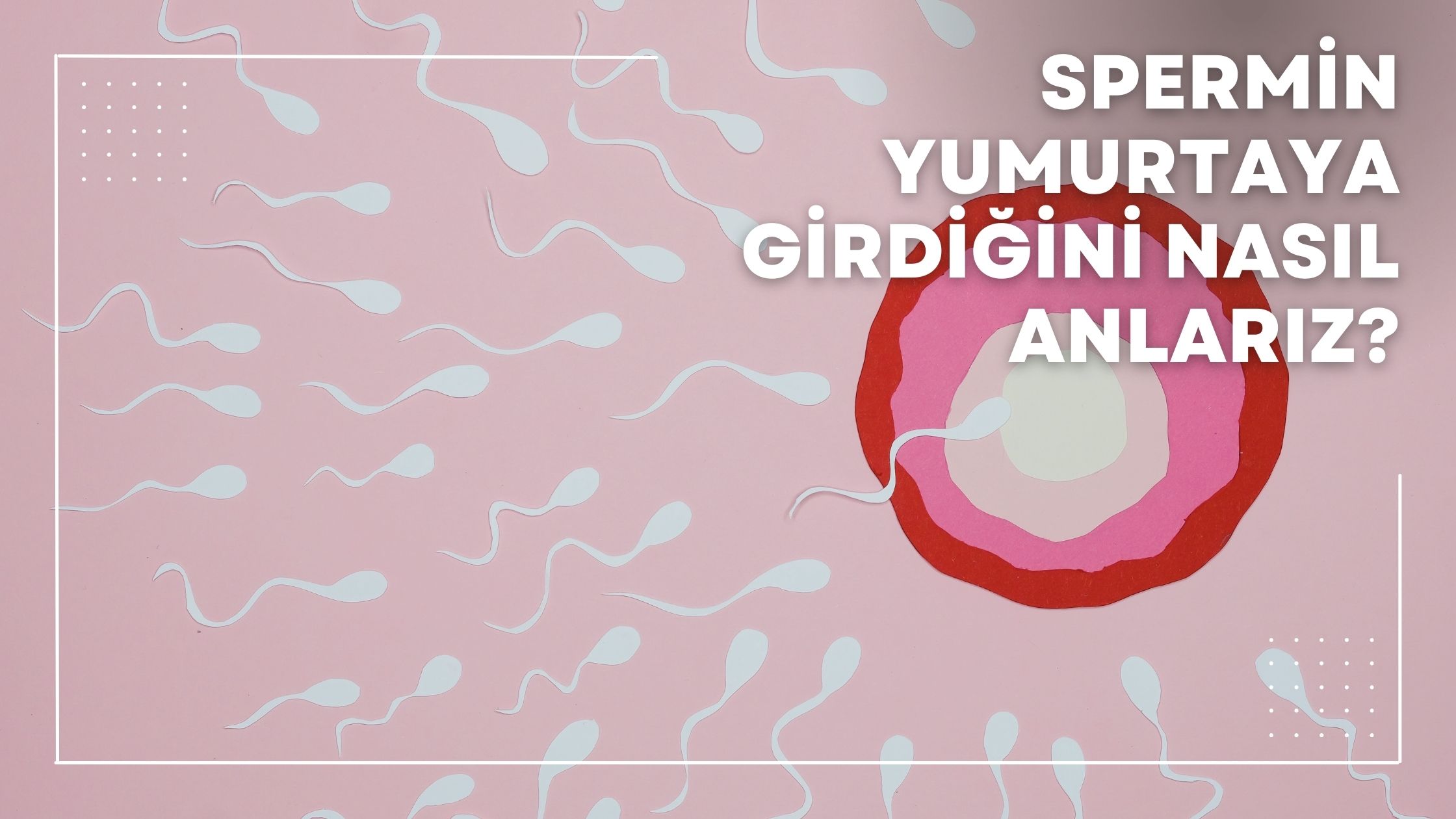 Spermin Yumurtaya Girdiğini Nasıl Anlarız?