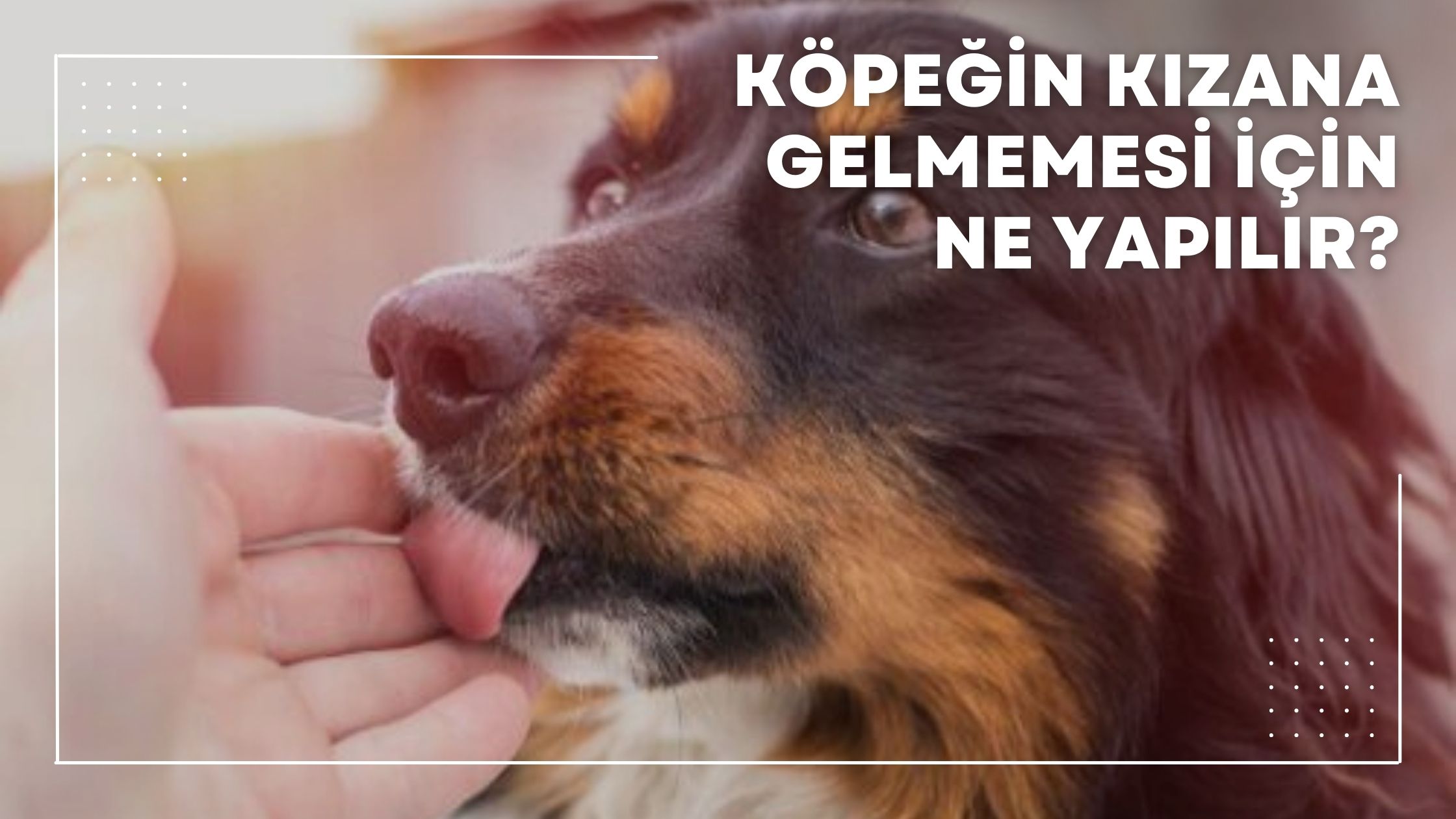 Köpeğin Kızana Gelmemesi İçin Ne Yapılır?