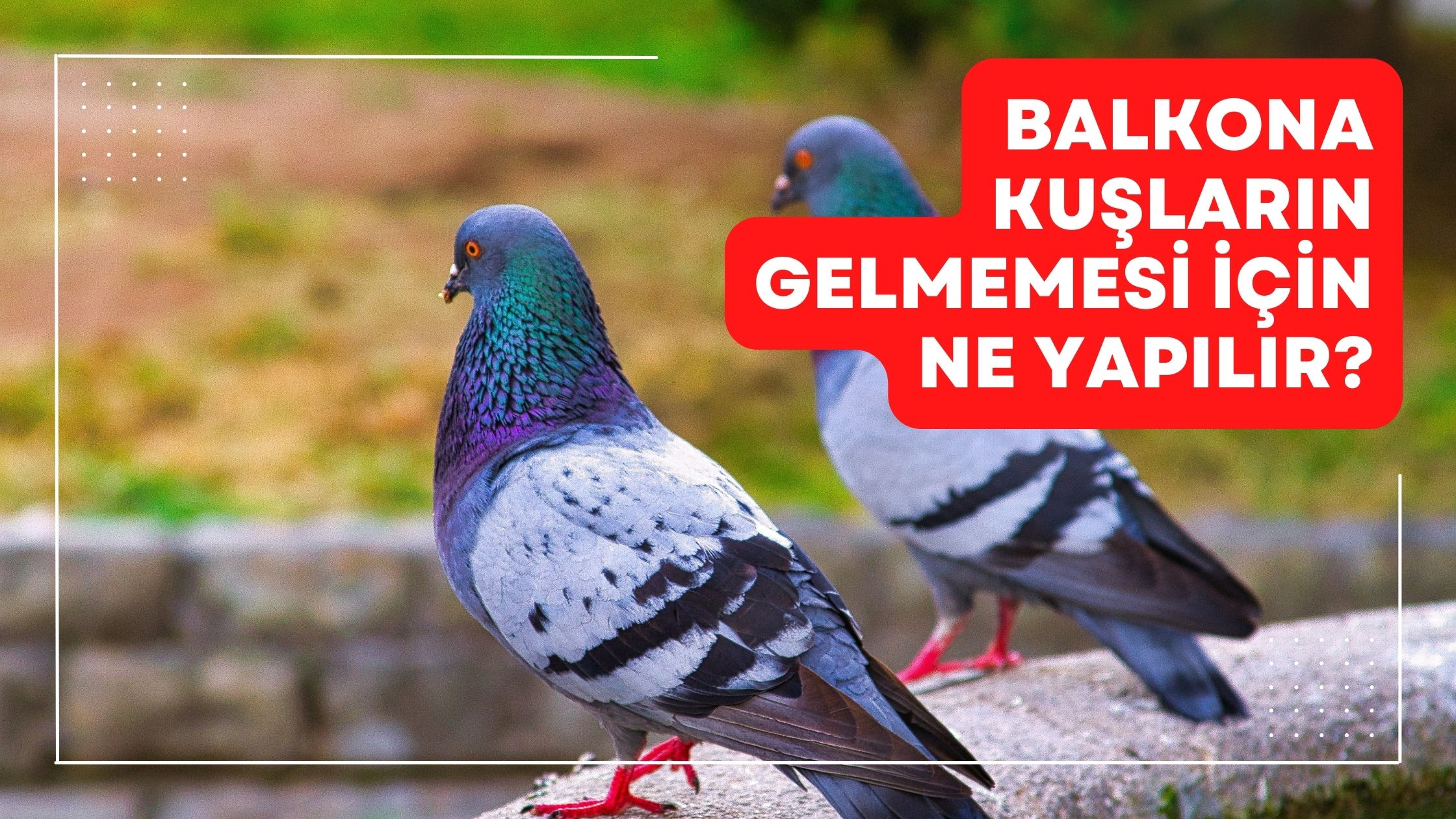 Balkona Kuşların Gelmemesi İçin Ne Yapılır?