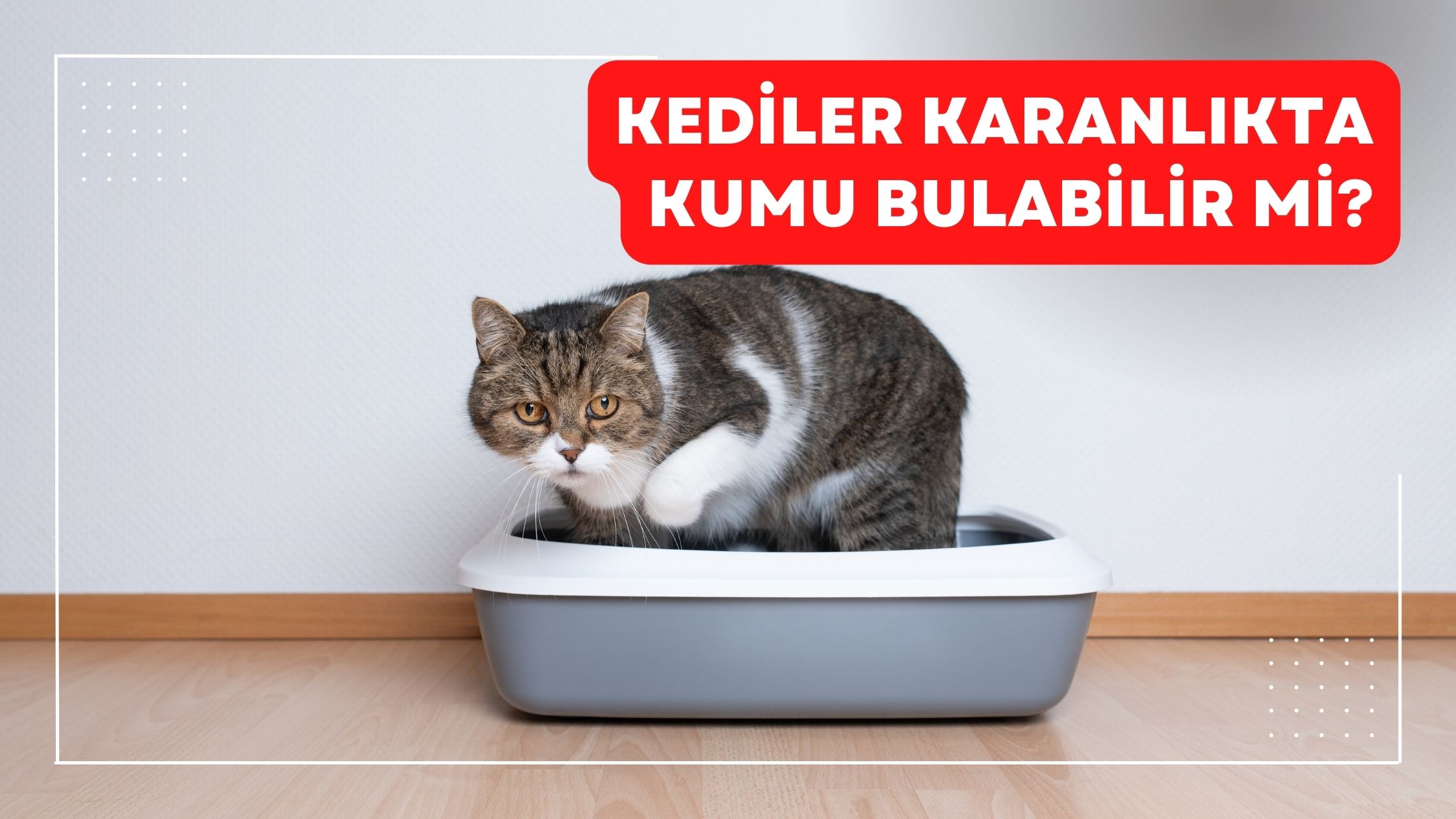 Kediler Karanlıkta Kumu Bulabilir mi?
