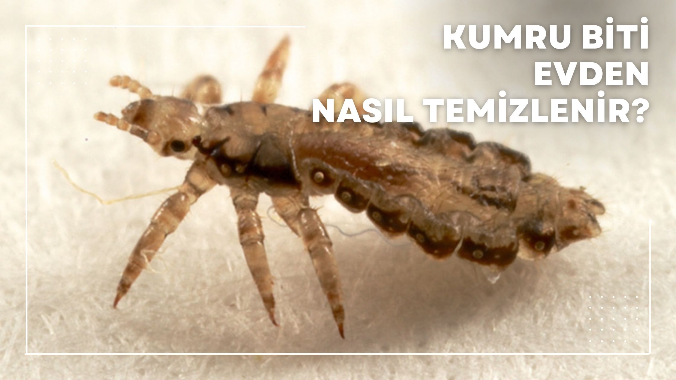 Kumru Biti Evden Nasıl Temizlenir?