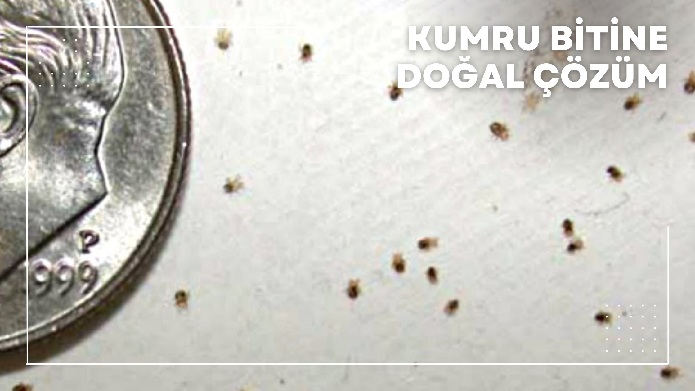 Kumru Bitine Doğal Çözüm