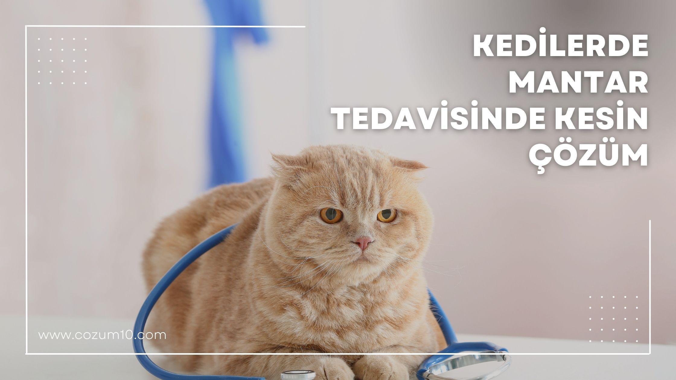 Kedilerde Mantar Tedavisinde Kesin Çözüm