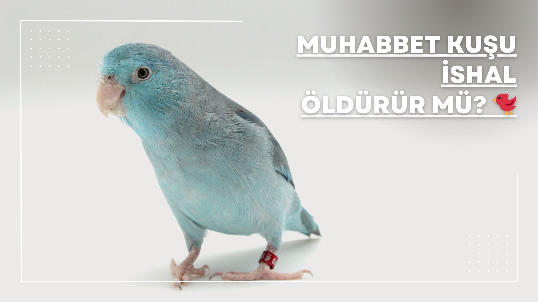 Muhabbet Kuşu İshal Öldürür mü